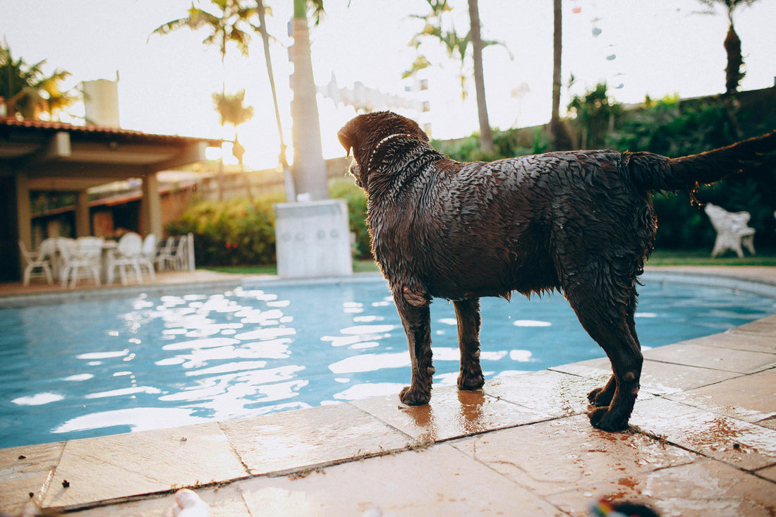 Keeping Pets Safe Around Backyard Pools