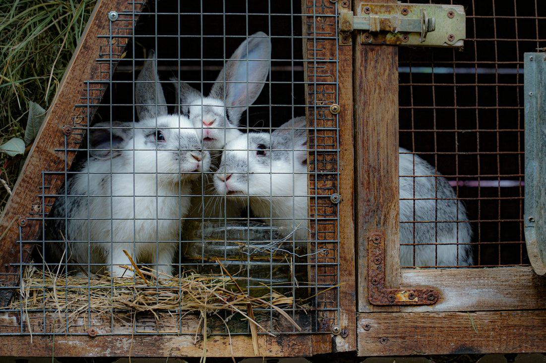 Why Your Rabbit Needs More Than a Hutch