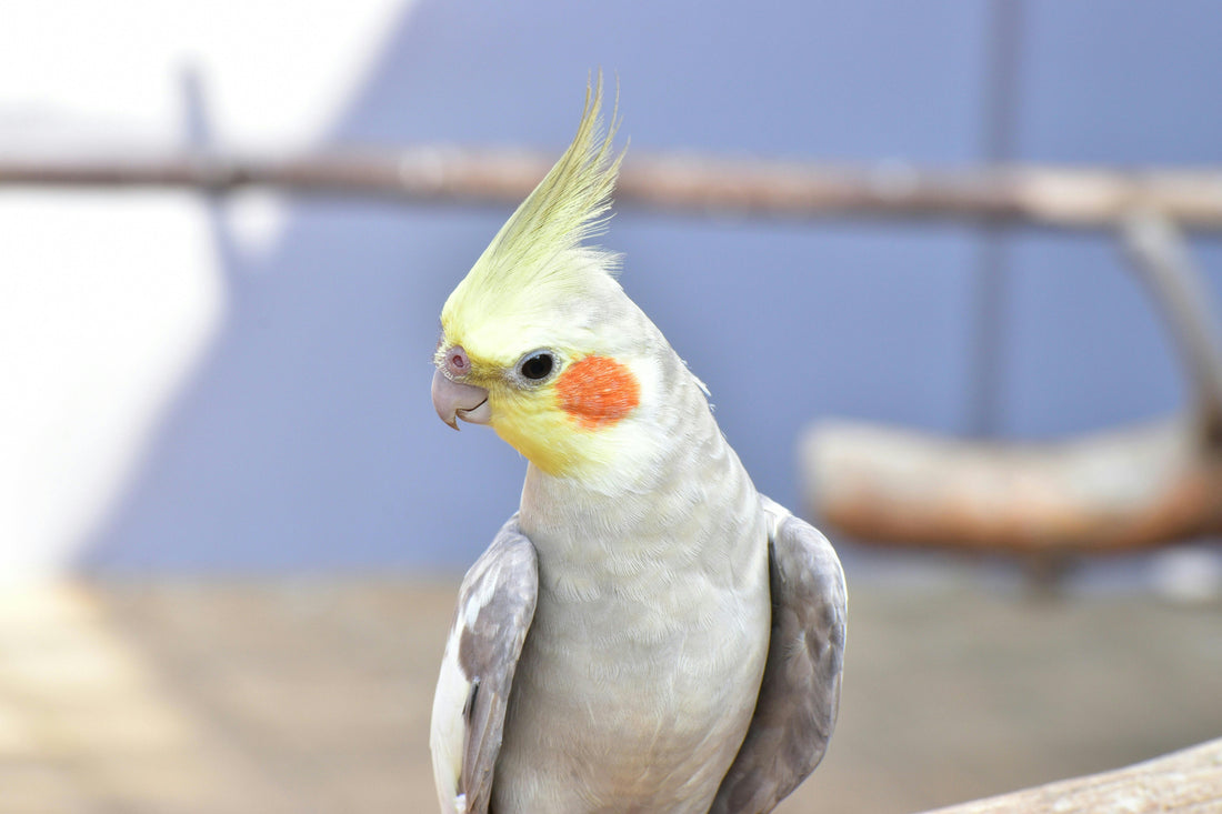 10 Common Mistakes New Bird Owners Make - And How to Avoid Them