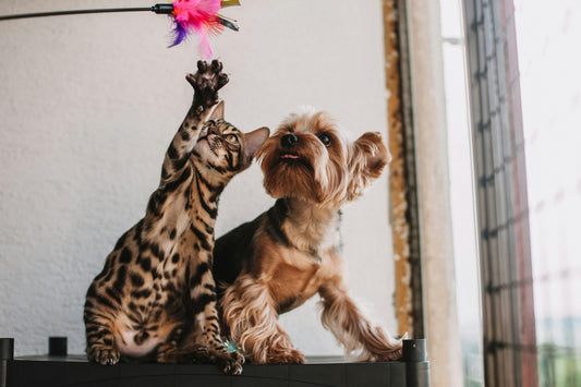 5 Pet Wellness Essentials Every Pet Parent Should Know About