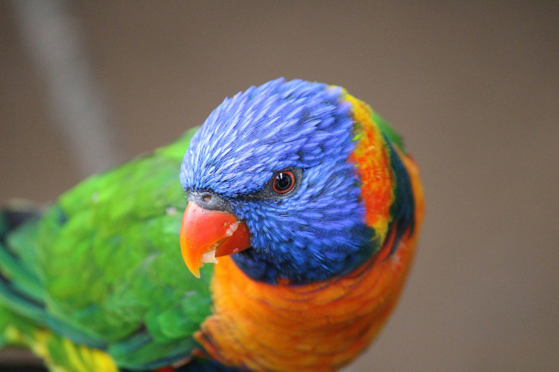 The 10 Best Pet Birds for Beginners (Low Maintenance and Friendly)
