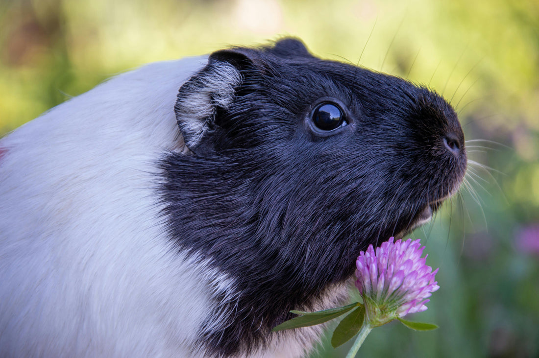 Understanding Guinea Pig Behavior